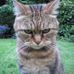 Glaring Cat is Not Amused meme