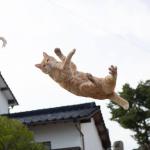 Cat falling
