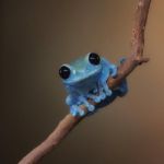 small fact frog | LOOKING FOR FROG TO MATE; MUST BE BLUE | image tagged in small fact frog | made w/ Imgflip meme maker