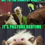 Amoozzzzing,... this is a repost from a farm sign down the road, I stopped to give them an upvote, they had no idea what that is | WHAT DOES THE FARMER SAY TO THE COWS AT NIGHT?... IT'S PASTURE BEDTIME | image tagged in bad pun cow,sewmyeyesshut,funny,memes,funny memes | made w/ Imgflip meme maker