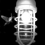 Real moths stay dedicated to uggggghhhh one uuggghhhh lamp