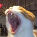 Yawning Cat meme