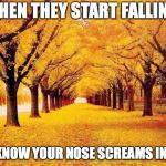 Autumn trees | WHEN THEY START FALLING; YOU KNOW YOUR NOSE SCREAMS IN PAIN | image tagged in autumn trees | made w/ Imgflip meme maker