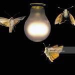 Moths and light