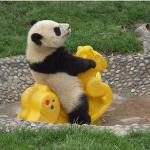 Riding Panda