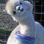 Llama | SAVE THE DRAMA; FOR YOUR LLAMA! | image tagged in llama | made w/ Imgflip meme maker