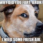 Wtf dog | WHY DID YOU FART, BRUH? I NEED SOME FRESH AIR. | image tagged in wtf dog,dogs,farts | made w/ Imgflip meme maker