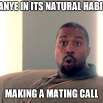 Kanye Wooooo | A KANYE IN ITS NATURAL HABITAT; MAKING A MATING CALL | image tagged in kanye wooooo | made w/ Imgflip meme maker