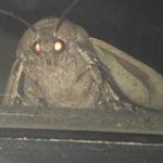 Moth lamp
