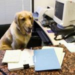 Working Dog