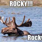 Swimming Moose | ROCKY!!! Rocky? | image tagged in swimming moose | made w/ Imgflip meme maker