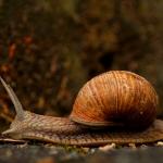 Sloooow snail