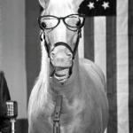 Mr Ed