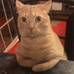 Surprised cat sitting at a bar meme