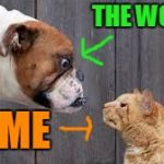 The uphill, never ending  battle! | THE WORLD! ME | image tagged in dog cat staredown,watch the world burn,the daily struggle,crazy cat | made w/ Imgflip meme maker