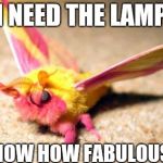 Maple moth | I NEED THE LAMP; TO SHOW HOW FABULOUS I AM | image tagged in maple moth | made w/ Imgflip meme maker