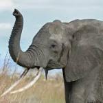 irrelephant elephant
