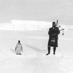 Bagpipe Penguin