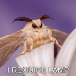 outraged moth | I REQUIRE LAMP | image tagged in outraged moth | made w/ Imgflip meme maker