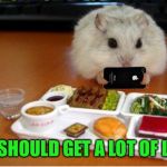 Imgflip hamster | THIS SHOULD GET A LOT OF LIKES! | image tagged in imgflip hamster,memes | made w/ Imgflip meme maker