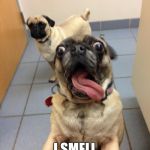 pug love | I SMELL FOOD!!!!!!!!!!! | image tagged in pug love | made w/ Imgflip meme maker