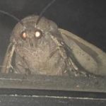Moth Template | YOU CAN'T SLEEP; WITH THE Ļ̪A̯M͔͉͖̪̦P͇̬̗ B̰͉̬̹R͚͚̰͞O̯̤̥Ι̤̼̪T̬̤͕̖͕͍̺̕H̤̙̗̱EΙ͙R͏̲̗̦̳̼͎ | image tagged in moth template | made w/ Imgflip meme maker