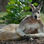 Sexy kangoroo