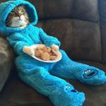 cat in pajamas