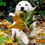 leaf puppy nature | SIMPLE; PLEASURES | image tagged in leaf puppy nature | made w/ Imgflip meme maker