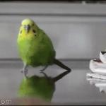 Explosion parakeet