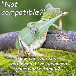 Romeo, Romeo, wherefor art thou Romeo? | "Not            compatible?"; How can you say that when I've devoured your whole family? | image tagged in lizard guitar,romeo and juliet,incompatible,inconceivable,really you've gone too far this time,douglie | made w/ Imgflip meme maker