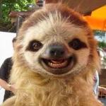 Picture Day Sloth