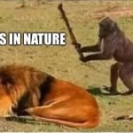 Drunky Monkey | TROLLS IN NATURE | image tagged in drunky monkey | made w/ Imgflip meme maker