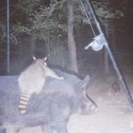 Raccoon riding feral hog meme