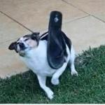 dog sandal