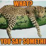 leopard | WHAT? DID YOU SAY SOMETHING? | image tagged in leopard | made w/ Imgflip meme maker