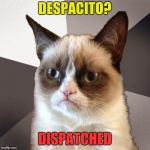 Musically Malicious Grumpy Cat | DESPACITO? DISPATCHED | image tagged in musically malicious grumpy cat,grumpy cat,grumpy cat weekend,socrates,craziness_all_the_way,olympianproduct | made w/ Imgflip meme maker