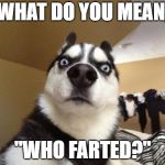 Don't blame me again! | WHAT DO YOU MEAN, "WHO FARTED?" | image tagged in husky richard,farted,blame,memes,dog memes,accused | made w/ Imgflip meme maker