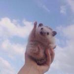 Cute Hedgehog Cheer meme