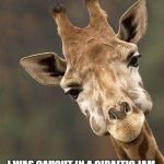 Giraffe face | I'M SORRY I WAS LATE. I WAS CAUGHT IN A GIRAFFIC JAM. MAYNARD MODERN MEDIA | image tagged in giraffe face | made w/ Imgflip meme maker