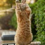 High-Five Cat