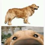 this dog can smell meme