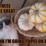 grumpy cat pumpkins | THESE ARE GREAT; I THINK I'M GOING TO PEE ON THEM | image tagged in grumpy cat pumpkins,grumpy cat,decorating,pumpkins,pee,bear grylls | made w/ Imgflip meme maker