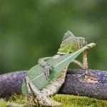 Relaxed lizard