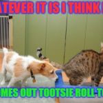 I thought of this Thanks to Damon_Knife. Gross, but a real thing. LOL | WHATEVER IT IS I THINK I SEE; IT COMES OUT TOOTSIE ROLL TO ME! | image tagged in tootsie rolls,nixieknox,memes | made w/ Imgflip meme maker