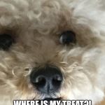 Concerned Dog | HE SAID “TREAT”; WHERE IS MY TREAT?! THE OWNER MUST BE DEAD. | image tagged in concerned dog | made w/ Imgflip meme maker