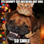 Not Grumpy | ITS GRUMPY CAT WEEKEND, NOT DOG; SO SMILE | image tagged in dogs an cats,memes,grumpy cat,funny | made w/ Imgflip meme maker