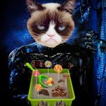 Grumpy Cat Weekend - A Craziness_all_the_way and Socrates event meme