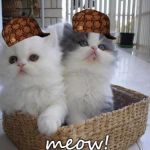 Scumbag Kitties | meow! | image tagged in kittens in a basket,scumbag,tsfw totally safe for work | made w/ Imgflip meme maker