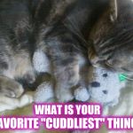 Cuddle Bunny | WHAT IS YOUR; FAVORITE "CUDDLIEST" THING? | image tagged in cute kitty cuddles favorite toy,aww,memes,meme,cuddle,cuddling | made w/ Imgflip meme maker